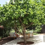 Canicule : ces arbres à planter pour rafraîchir naturellement votre jardin, voici pourquoi