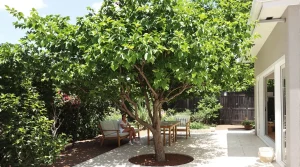 Canicule : ces arbres à planter pour rafraîchir naturellement votre jardin, voici pourquoi