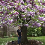 Cet arbre pousse aussi vite que le bambou, mais sa floraison remarquable reste son vrai atout