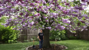 Cet arbre pousse aussi vite que le bambou, mais sa floraison remarquable reste son vrai atout