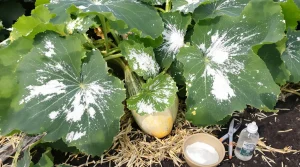 Comment j’élimine l’oïdium sur mes courgettes, ce champignon repérable à ses feuilles blanches