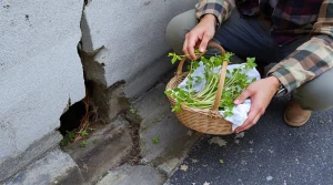 Elle détruit fondations et canalisations, pourtant chaque printemps, on la cueille pour la cuisiner
