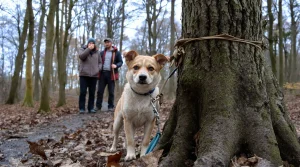 En plein trail en forêt, des promeneurs stoppent net devant un jeune chien attaché à un arbre