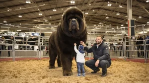 Salon de l’Agriculture : ce Dogue du Tibet mayennais, « champion de France », au Concours général